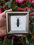 Handmade Tiny Framed Insect Giclée Print
