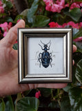 Handmade Tiny Framed Insect Giclée Print